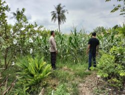 Keajaiban Pertanian Lombok: Sentuhan Polisi Bikin Petani Semangat!