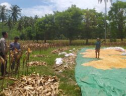 Bhabinkamtibmas Hadir di Ladang Jagung, Petani Merasa Didukung