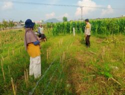 Masyarakat dan Polri Bersatu Bangun Kedaulatan Pangan Desa