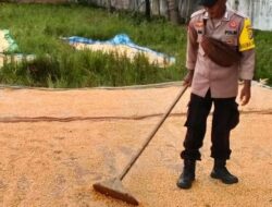 Upaya Mendukung Program Ketahanan Pangan Nasional, Bhabinkamtibmas Polsek Parado Bantu Proses Penjemuran Jagung Warga