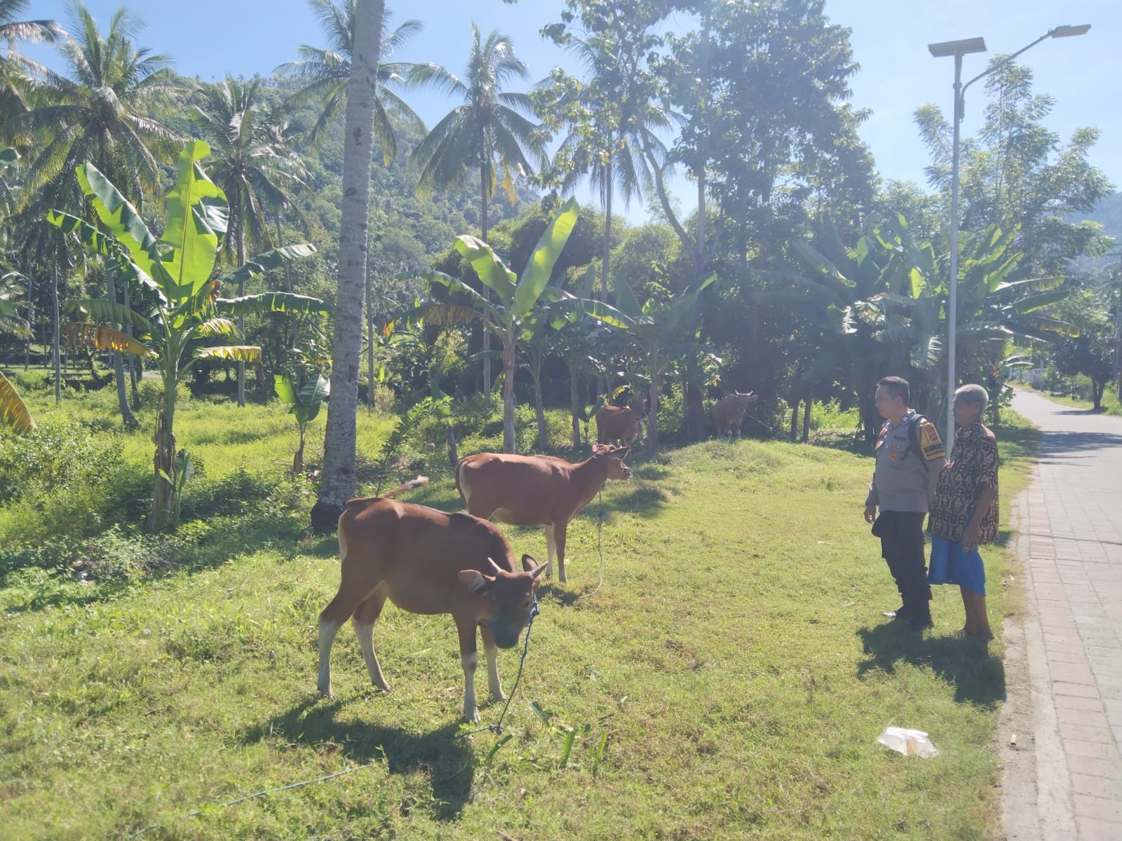 Bhabinkamtibmas Batulayar Barat Aktif Dorong Ketahanan Pangan Masyarakat Melalui Pemanfaatan Pekarang