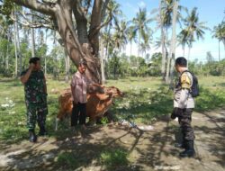 Bhabinkamtibmas Batulayar Giatkan Pertanian Pekarangan Warga