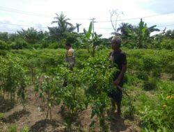 Ketahanan Pangan Keluarga: Upaya Nyata dari Desa Jagaraga