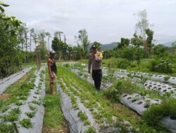 Sambang Warga, Bhabinkamtibmas Gaungkan Ketahanan Pangan Desa