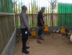 Inisiatif Ayam Mandiri di Kuripan Lombok Barat Jadi Inspirasi