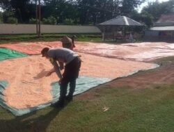 Dukung Penuh Program Ketahanan Pangan Nasional, Bhabinkamtibmas Polsek Parado Bantu Proses Pengeringan Jagung Warga