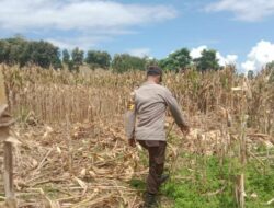 Ketahanan Pangan Nasional, Bhabinkamtibmas Polsek Soromandi Bantu Proses Panen Jagung Warga