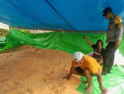 Bhabinkamtibmas Polsek Soromandi Bantu Kegiatan Petani di Desa Binaan Sukseskan Swasembada Pangan Nasional