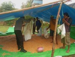 Aktif Membantu Kegiatan Petani di Desa Binaan, Bhabinkamtibmas Polsek Soromandi Sukseskan Program Ketahanan Pangan Nasional