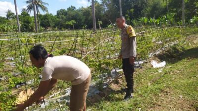 Ketahanan Pangan NTB: Sinergi Polisi dan Petani di Sekotong