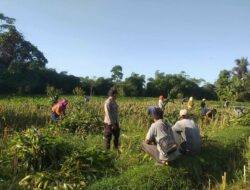 Ketahanan Pangan Desa Jagaraga: Sinergi Petani dan Bhabinkamtibmas