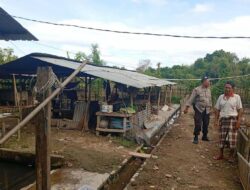 Aipda Sudarman Giatkan Diversifikasi Pangan di Lombok Barat