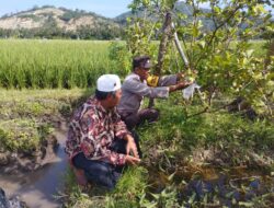 Bhabinkamtibmas Gerung Dorong Produktivitas Jambu Kristal