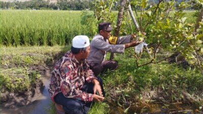 Bhabinkamtibmas Gapuk Dukung Petani Jambu Kristal di Gerung