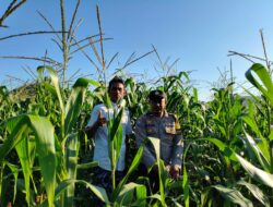 Polsek Lembar Tinjau Lahan Jagung Mareje Timur, Fokus pada Jadwal Tanam Panen