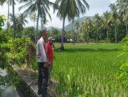 Komitmen Polsek Sekotong Dukung Ketahanan Pangan di Dusun Berambang