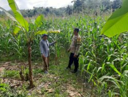 BRIPKA Saepul Sambangi Petani Jagung, Perkuat Ketahanan Pangan Lokal