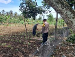 Ketahanan Pangan Dimulai dari Pekarangan: Inisiatif di Lombok Barat