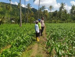 Dari Sekotong untuk Indonesia: Budidaya Jagung Perkuat Pangan