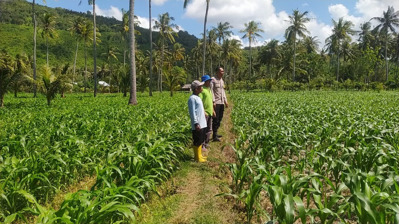 Dari Sekotong untuk Indonesia Budidaya Jagung Perkuat Pangan