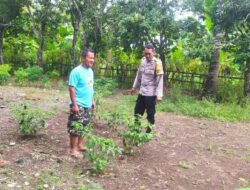 Dukung Ketahanan Pangan, Polisi Edukasi Warga Sekotong Tanam Cabai
