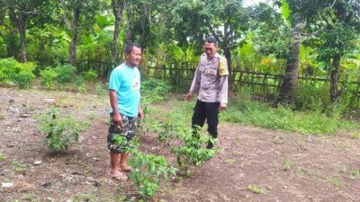 Dukung Ketahanan Pangan, Polisi Edukasi Warga Sekotong Tanam Cabai