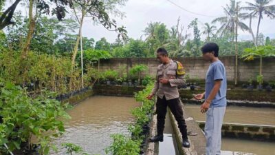 Lahan Kosong Jadi Kebun Sayur: Inovasi Ketahanan Pangan Kuripan