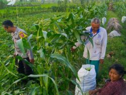 Kuripan Utara Siapkan Pola Tanam Adaptif di Musim Tak Menentu