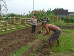 Lahan Pekarangan di Jagaraga Jadi Solusi Ketahanan Pangan