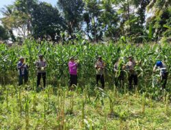 Dukung Ketahanan Pangan, Polri Hadir dalam Panen Raya Jagung NTB