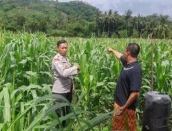 Polri Hadir di Ladang Jagung Sekotong, Dorong Stabilitas Pangan