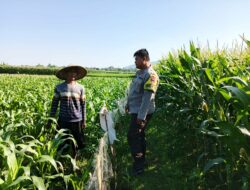 Polri dan Petani Bersinergi Wujudkan Ketahanan Pangan di Lembar, Lombok Barat