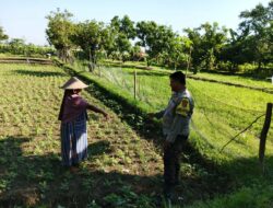 Ketahanan Pangan Dimulai dari Pekarangan: Inisiatif Polsek Lembar