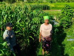 Polsek Lembar Dampingi Warga Mareje Timur Atur Tanam Jagung
