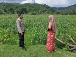 Dukung Petani Lokal, Polsek Lembar Gelar Sambang Kamtibmas di Dusun Kambeng