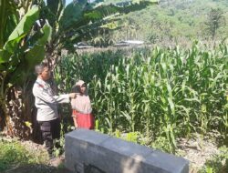 Bripka Saepul Dampingi Petani Jagung di Lembar, NTB