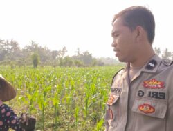 Program Ketahanan Pangan Diperkuat Lewat Kunjungan Polsek Lembar ke Petani