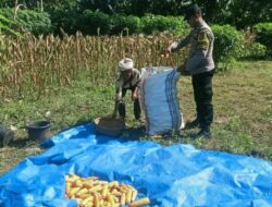 Silaturahmi Humanis Bhabinkamtibmas di Sekotong Saat Panen Jagung Warga
