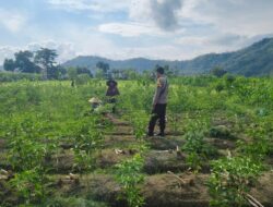 Polisi Bersama Petani Majukan Ketahanan Pangan Lombok Barat