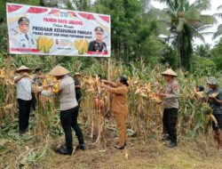 Polres Halmahera Utara Sukses Gelar Panen Raya Jagung Dukung Ketahanan Pangan Nasional