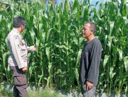 Petani Jagung Gunung Gundil Didampingi Langsung Polsek Lembar