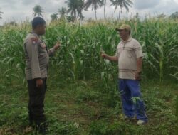 Pemanfaatan Pekarangan dan Jagung Siap Panen, Banyumulek Jadi Contoh Ketahanan Pangan NTB