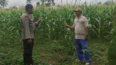 Pemanfaatan Pekarangan dan Jagung Siap Panen, Banyumulek Jadi Contoh Ketahanan Pangan NTB