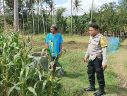 Perkuat Ketahanan Pangan, Polisi Bina Petani Jagung di Sekotong