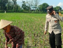 Polsek Gerung Perkuat Ketahanan Pangan Lewat Pendampingan Petani di Babussalam
