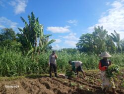 Polisi dan Petani Bersinergi di Lombok Barat, Wujudkan Kemandirian Pangan