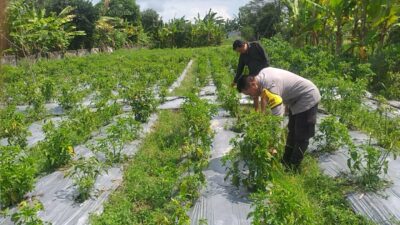 Bhabinkamtibmas Desa Jagaraga Konsisten Dukung Program Pangan Nasional di Tingkat Desa