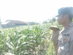 Inisiatif Pangan Lokal: Bhabinkamtibmas Ajak Warga Tanam Komoditas