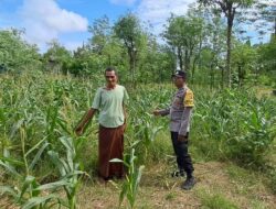 Kebun Pekarangan, Langkah Nyata Ketahanan Pangan di Kecamatan Sekotong