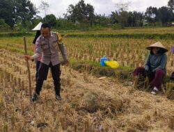Polri Hadir di Tengah Sawah: Wujud Komitmen Ketahanan Pangan di Kuripan